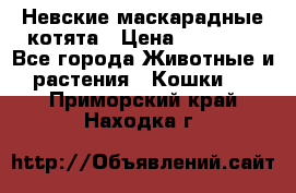 Невские маскарадные котята › Цена ­ 15 000 - Все города Животные и растения » Кошки   . Приморский край,Находка г.